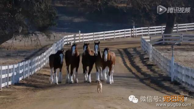 犬马情看哭好多人，只有爱狗的人才懂-16.jpeg