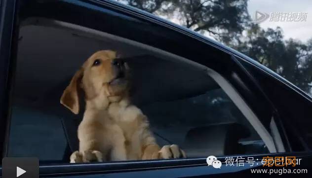 犬马情看哭好多人，只有爱狗的人才懂-14.jpeg