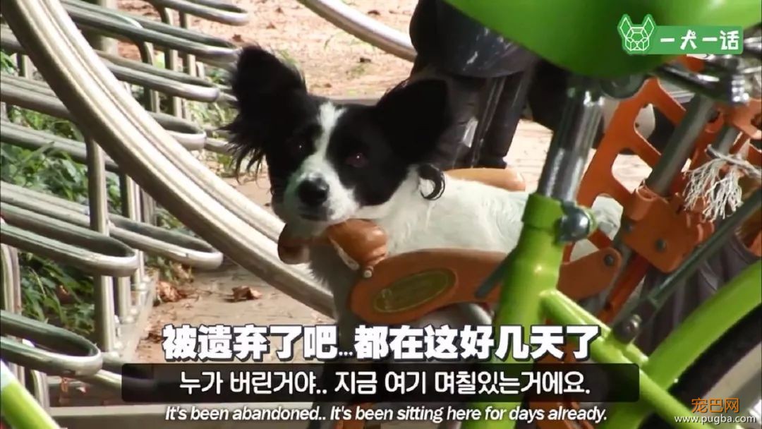 “这里有只小狗，在等它的奶奶”-1.jpeg