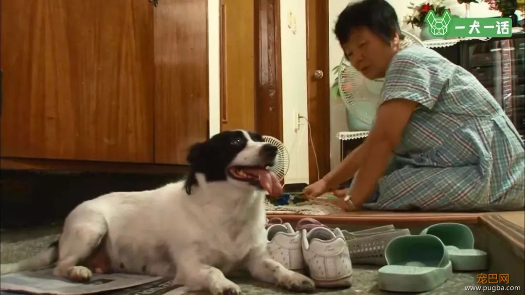 “这里有只小狗，在等它的奶奶”-4.jpeg
