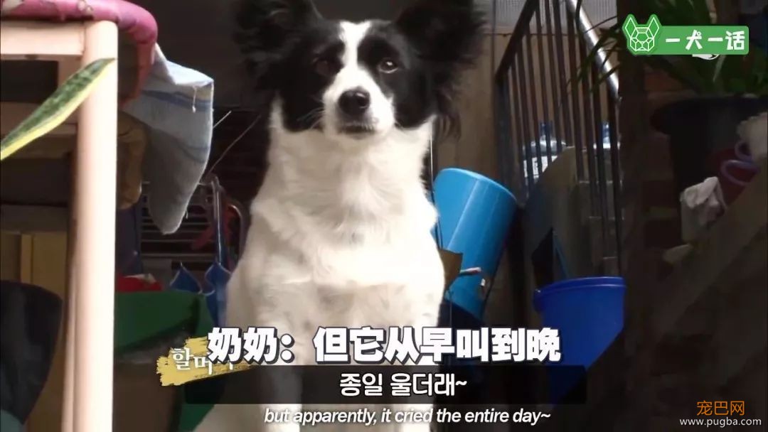 “这里有只小狗，在等它的奶奶”-5.jpeg
