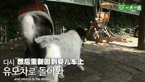 “这里有只小狗，在等它的奶奶”-8.gif