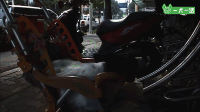 “这里有只小狗，在等它的奶奶”-9.gif