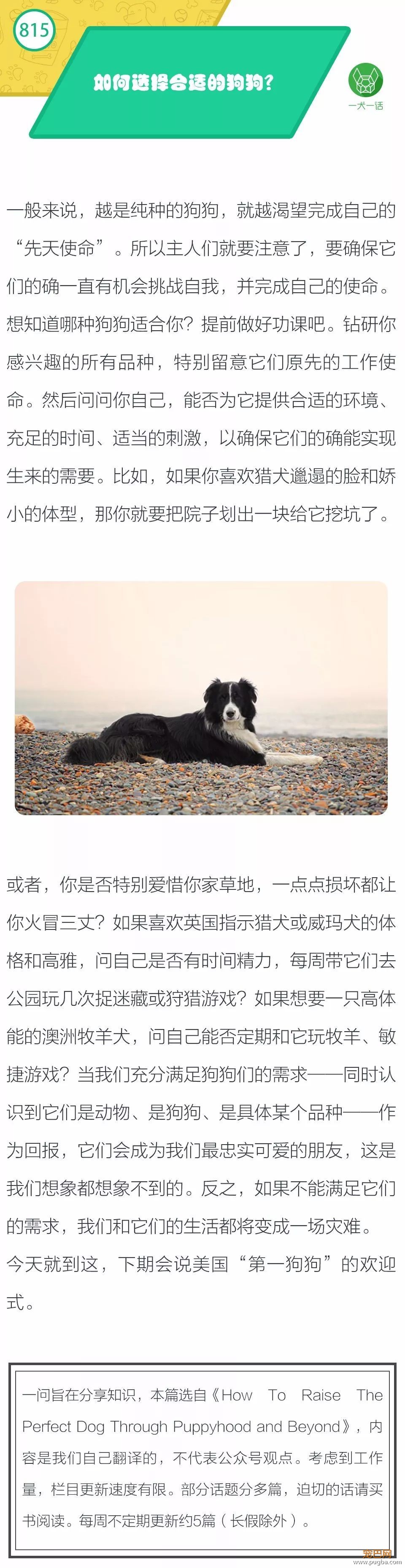 如何选择合适的狗狗？-1.jpeg