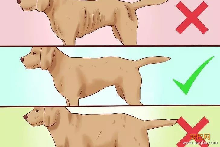 多少“慷慨”喂食的主人，硬是把狗喂成了猪-3.jpeg