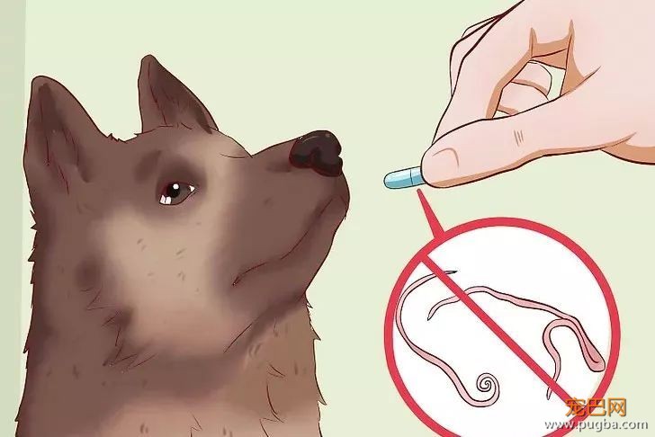 多少“慷慨”喂食的主人，硬是把狗喂成了猪-4.jpeg