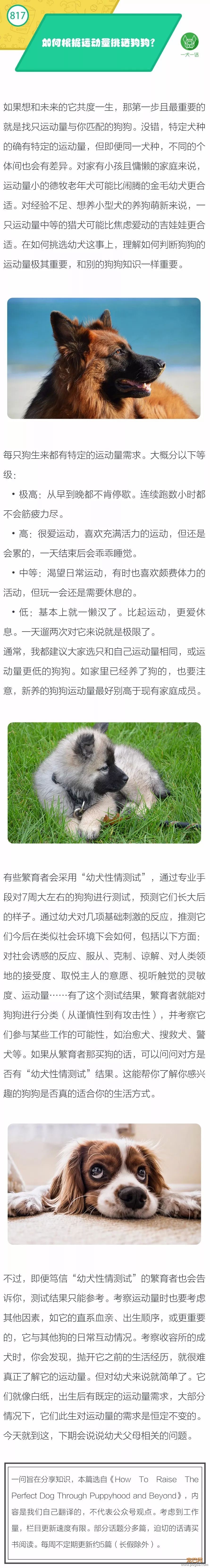 如何根据运动量挑选狗狗？-1.jpeg