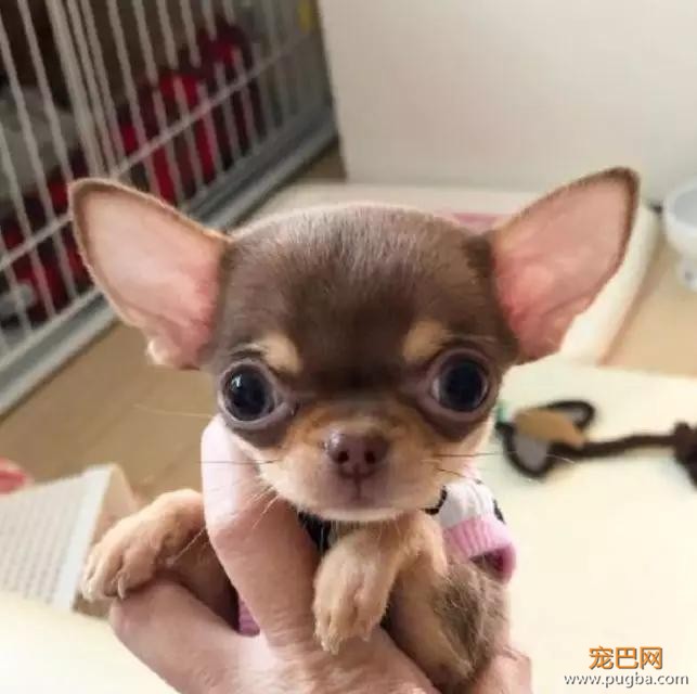 你信吗，这只狗竟然成功让他减肥、脱单，走上人生巅峰！-2.jpg