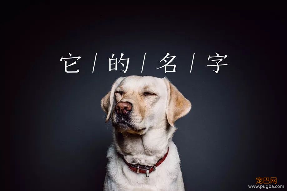 还敢给狗狗乱起名字？美国有只狗差点因此丧命……-1.jpeg