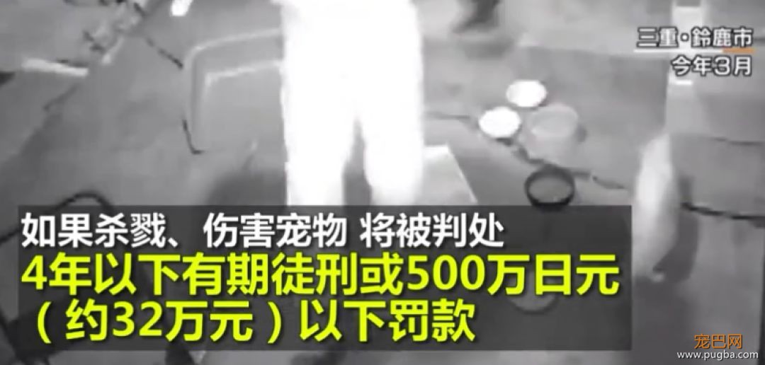 日本的这项动保新规，引国内网友热议：强烈建议我国推广！-7.jpeg