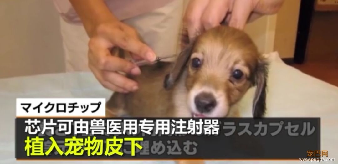 日本的这项动保新规，引国内网友热议：强烈建议我国推广！-6.jpeg