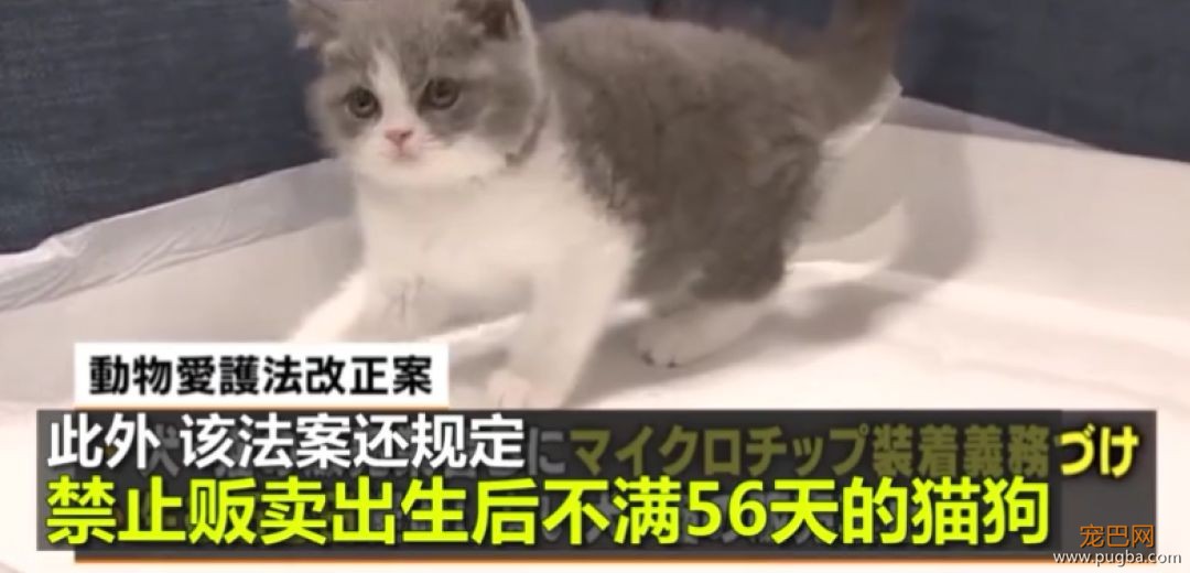 日本的这项动保新规，引国内网友热议：强烈建议我国推广！-8.jpeg
