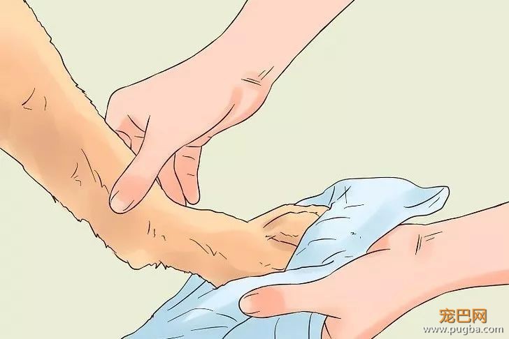 如何保护肉垫——夏季高温最首当其冲的部位-12.jpeg
