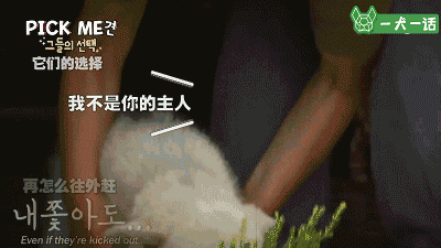 谢谢你，Pick Me-7.gif
