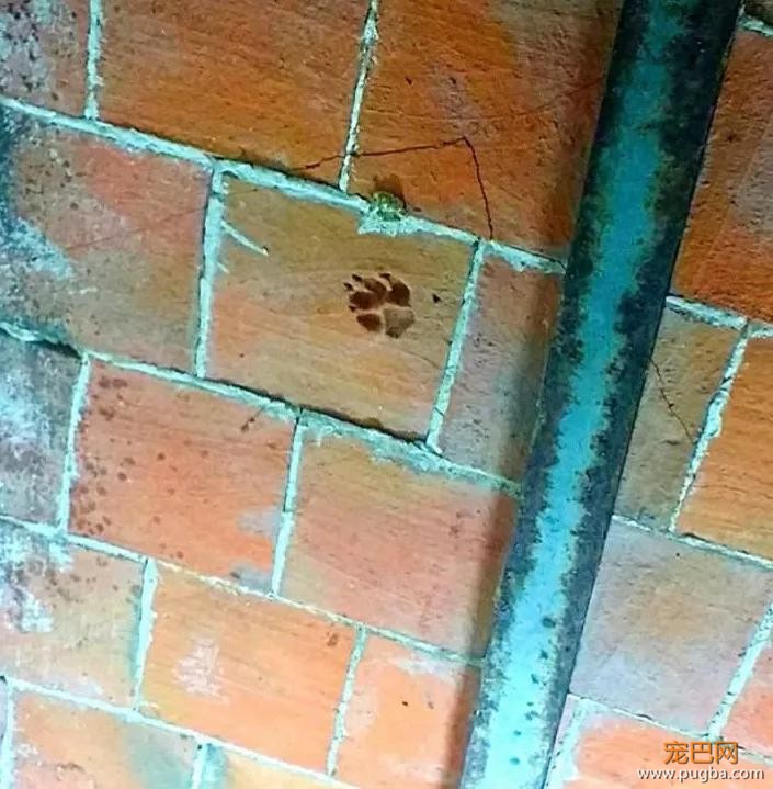 千万别告诉狗狗，你为啥知道它来过这儿……-3.jpg