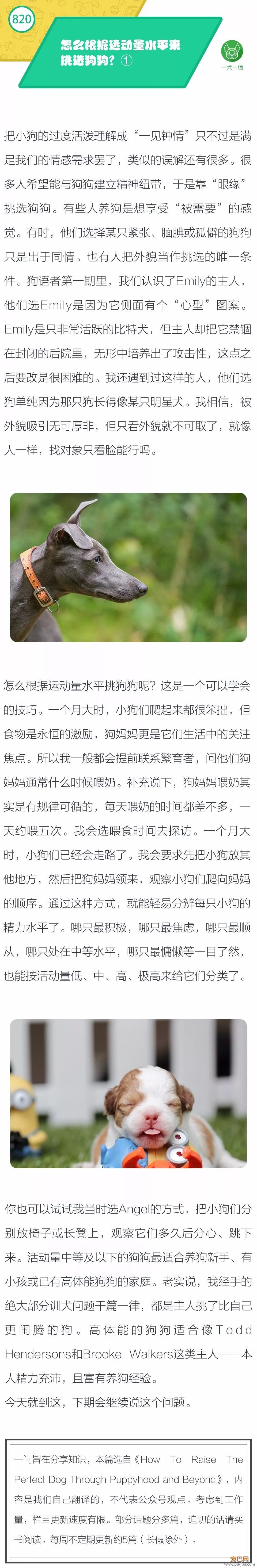 怎么根据运动量水平来挑选狗狗？①-1.jpeg