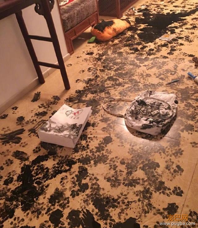 二哈拆家拆出新境界，家里被弄得一片狼藉，主人的刀已准备好-3.jpeg