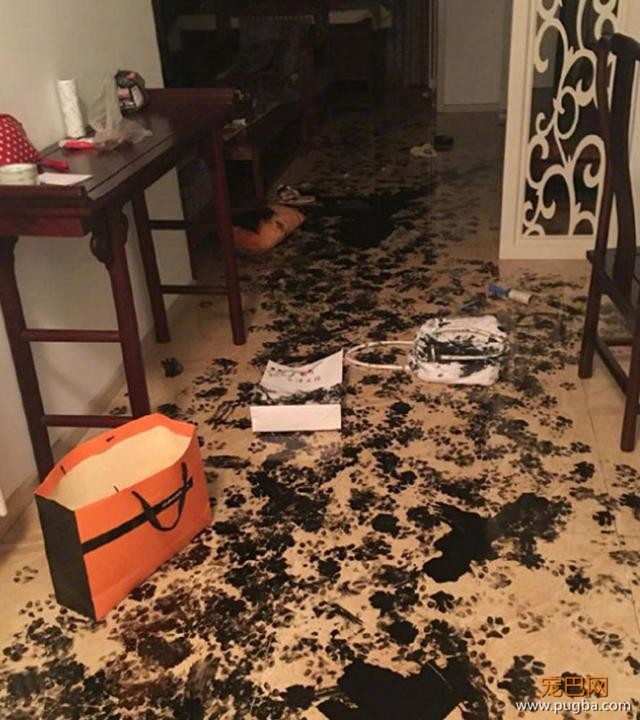 二哈拆家拆出新境界，家里被弄得一片狼藉，主人的刀已准备好-4.jpeg