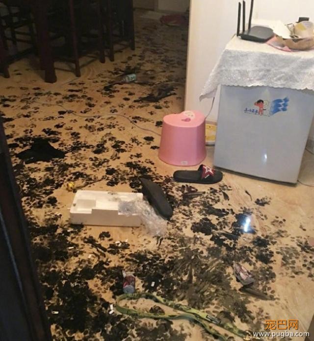 二哈拆家拆出新境界，家里被弄得一片狼藉，主人的刀已准备好-5.jpeg