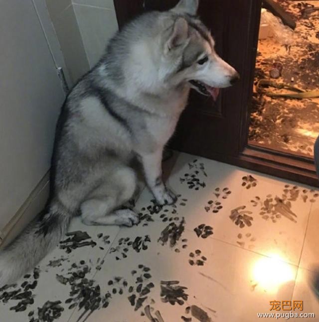 二哈拆家拆出新境界，家里被弄得一片狼藉，主人的刀已准备好-6.jpeg