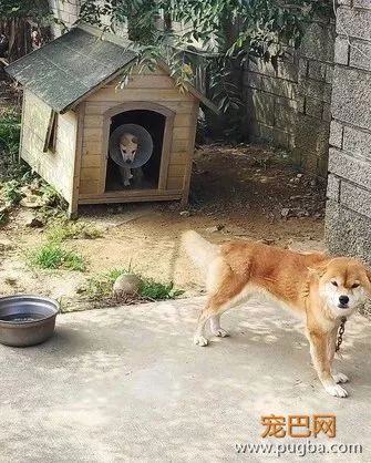 流浪狗受伤后无处可去，柴柴竟主动把狗窝让给了它...超暖！-1.jpeg