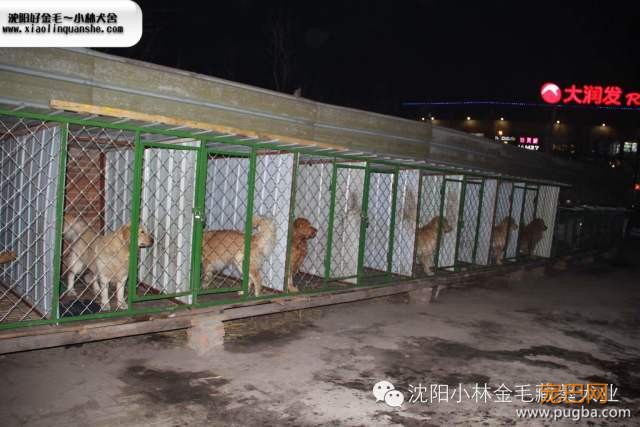 《养狗常识》养狗的朋友可以收藏-3.jpeg