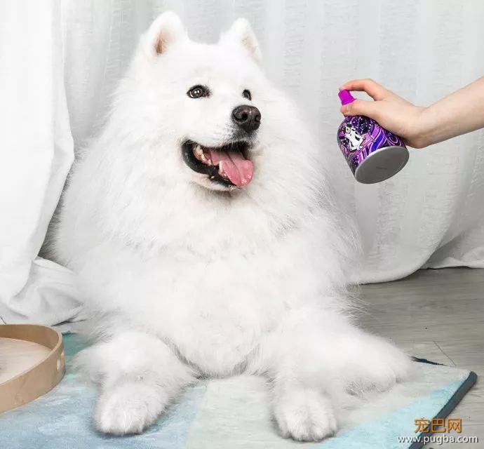 你的狗，正确洗澡了吗？-9.jpeg
