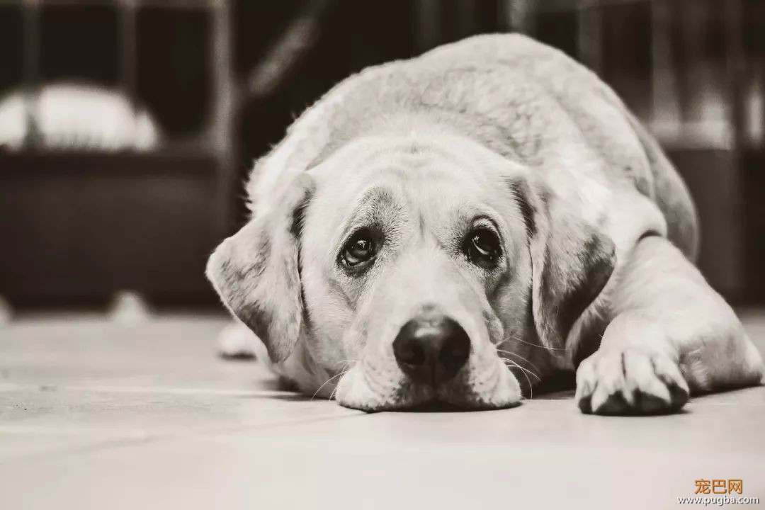 狗狗肺炎的诊断与治疗-2.jpeg