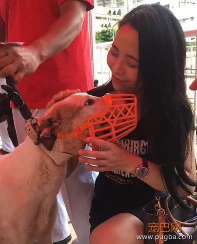 澳门赛狗场合同到期欲甩锅，原650只赛犬还有533只待安置…-8.jpeg
