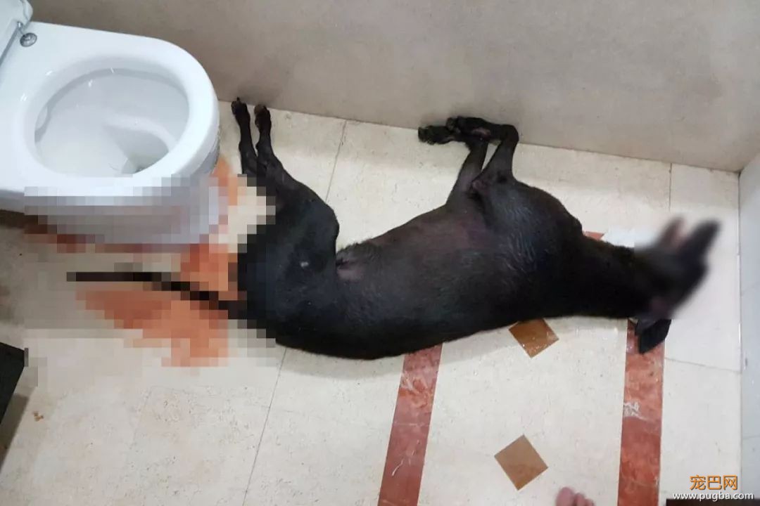 澳门赛狗场合同到期欲甩锅，原650只赛犬还有533只待安置…-12.jpeg