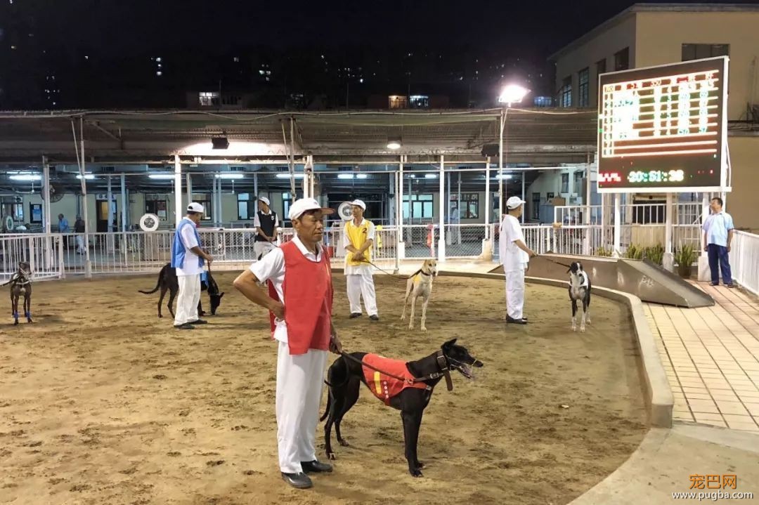 澳门赛狗场合同到期欲甩锅，原650只赛犬还有533只待安置…-16.jpeg