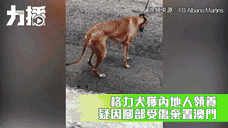 澳门赛狗场合同到期欲甩锅，原650只赛犬还有533只待安置…-14.gif
