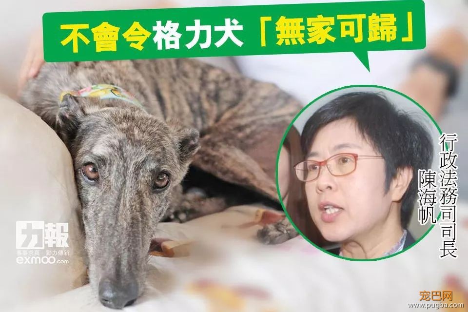 澳门赛狗场合同到期欲甩锅，原650只赛犬还有533只待安置…-24.jpeg
