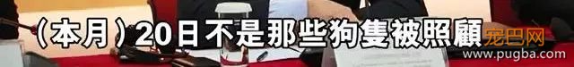 澳门赛狗场合同到期欲甩锅，原650只赛犬还有533只待安置…-21.jpeg