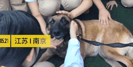 搜救犬进校园化身万人迷，消防员吃醋：狗比我受欢迎！-1.gif