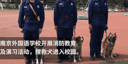 搜救犬进校园化身万人迷，消防员吃醋：狗比我受欢迎！-2.gif