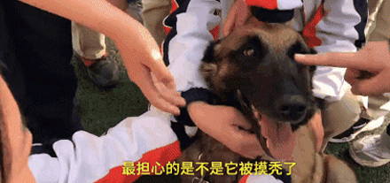 搜救犬进校园化身万人迷，消防员吃醋：狗比我受欢迎！-4.gif