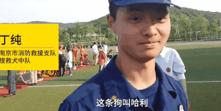 搜救犬进校园化身万人迷，消防员吃醋：狗比我受欢迎！-5.gif