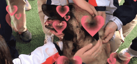 搜救犬进校园化身万人迷，消防员吃醋：狗比我受欢迎！-6.gif
