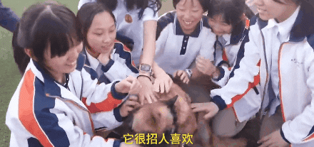 搜救犬进校园化身万人迷，消防员吃醋：狗比我受欢迎！-10.gif