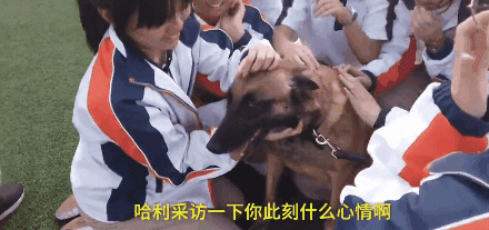 搜救犬进校园化身万人迷，消防员吃醋：狗比我受欢迎！-14.gif