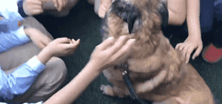 搜救犬进校园化身万人迷，消防员吃醋：狗比我受欢迎！-15.gif