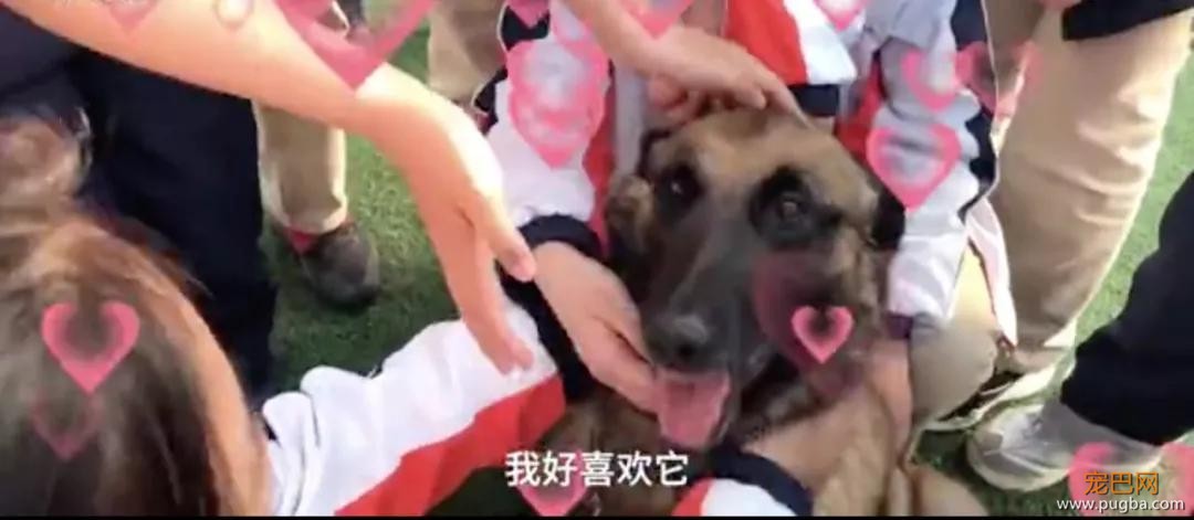 搜救犬进校园化身万人迷，消防员吃醋：狗比我受欢迎！-16.jpg