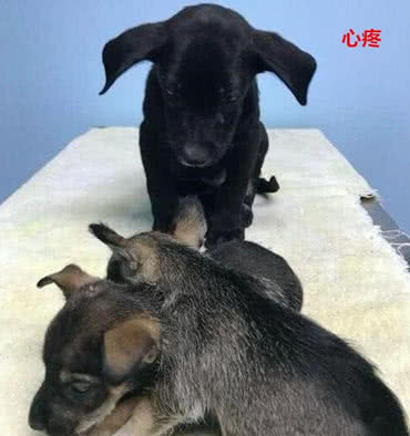 好心救流浪狗，狗狗却不走，得知原因当场泪奔-2.jpeg