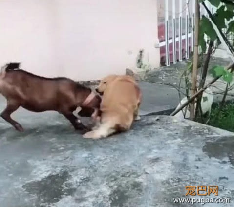 暖心金毛去找山羊玩，不料被嫌弃，主人在旁边笑岔气-1.jpeg