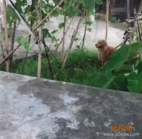暖心金毛去找山羊玩，不料被嫌弃，主人在旁边笑岔气-3.jpeg