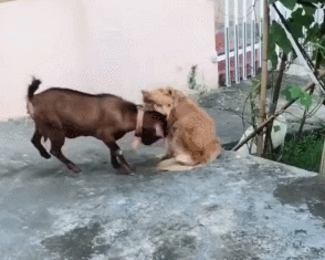 暖心金毛去找山羊玩，不料被嫌弃，主人在旁边笑岔气-4.gif