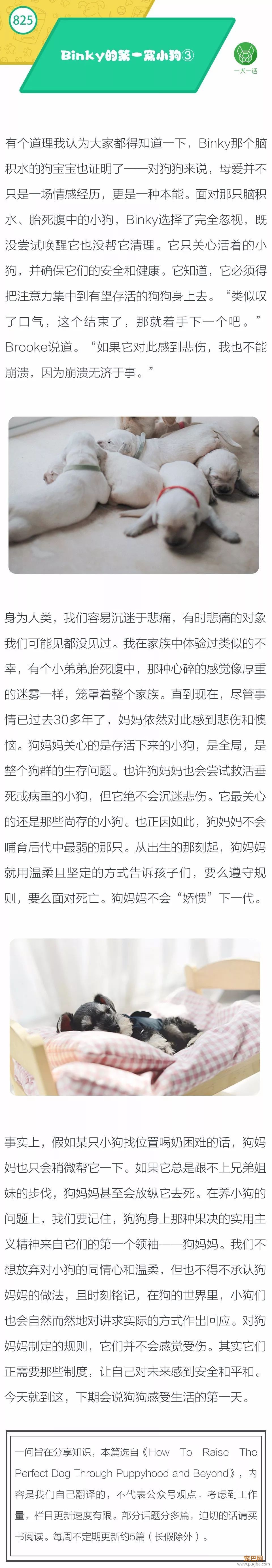 Binky的第一窝小狗③-1.jpeg