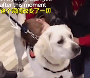 遇见你的时候，所有星星都落到我头上…-12.gif