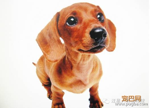 狗狗和人的年龄对照表，您养的狗狗贵庚了？-1.jpeg